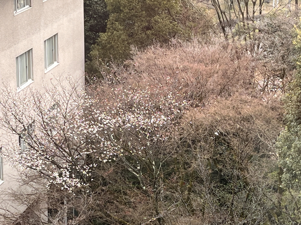 ウェスティン都ホテル京都　プラチナ　ブログ　子連れ　アップグレード　スイート　アクセス　無料バス