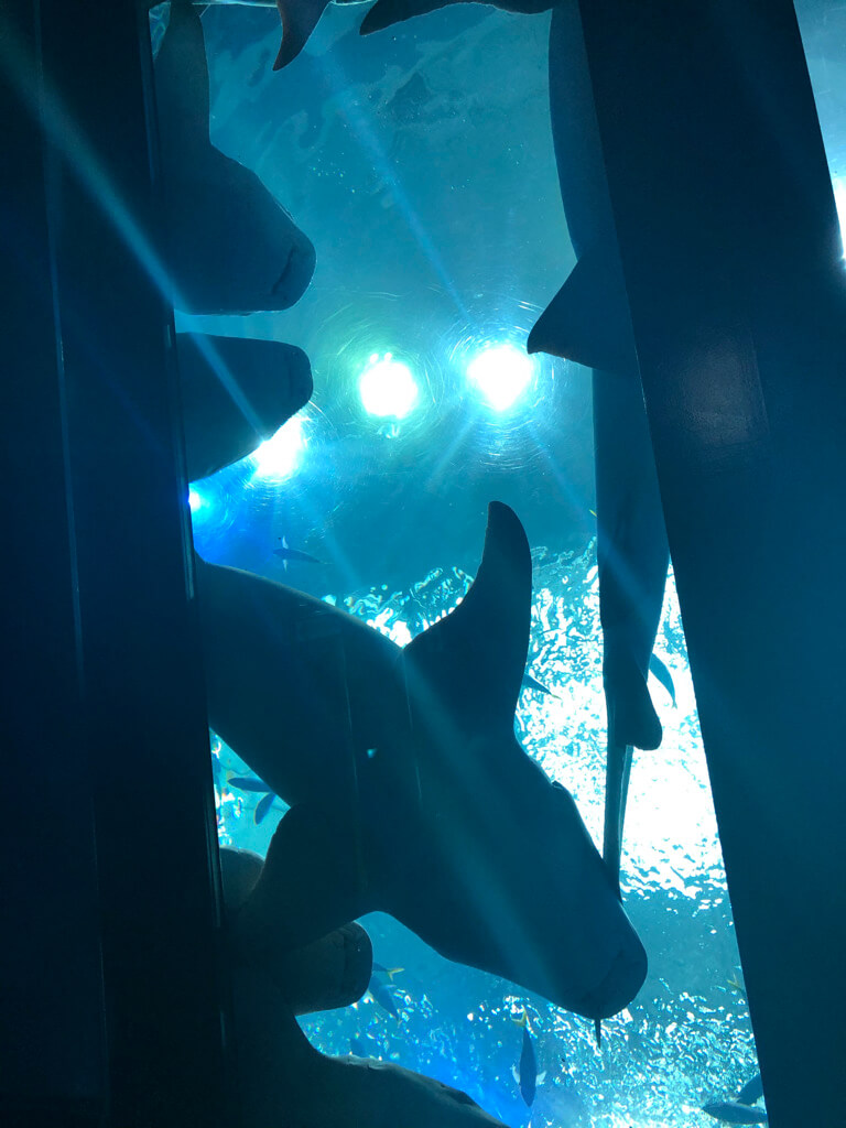 ルネッサンスリゾートオキナワ　　宿泊記　アクティビティ　体験　子連れ　美ら海水族館