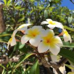 【完全なるプライベートホテル】Two Seasons Coron  Island Resort&Spa（ツーシーズンズ　コロンアイランド　リゾート＆スパ）部屋紹介②ジャグジー付きのIsland Tip Bungalow