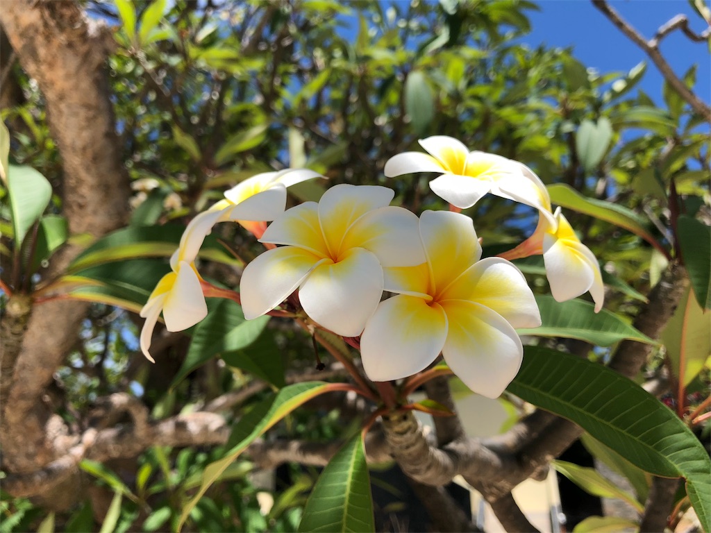 【完全なるプライベートホテル】Two Seasons Coron Island Resort&Spa(ツーシーズンズ コロンアイランド リゾート&スパ)部屋紹介②ジャグジー付きのIsland Tip Bungalow