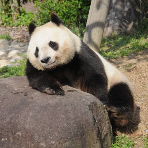 ウェスティンホテル大阪　エグゼクティブルーム宿泊　spg amex　特典