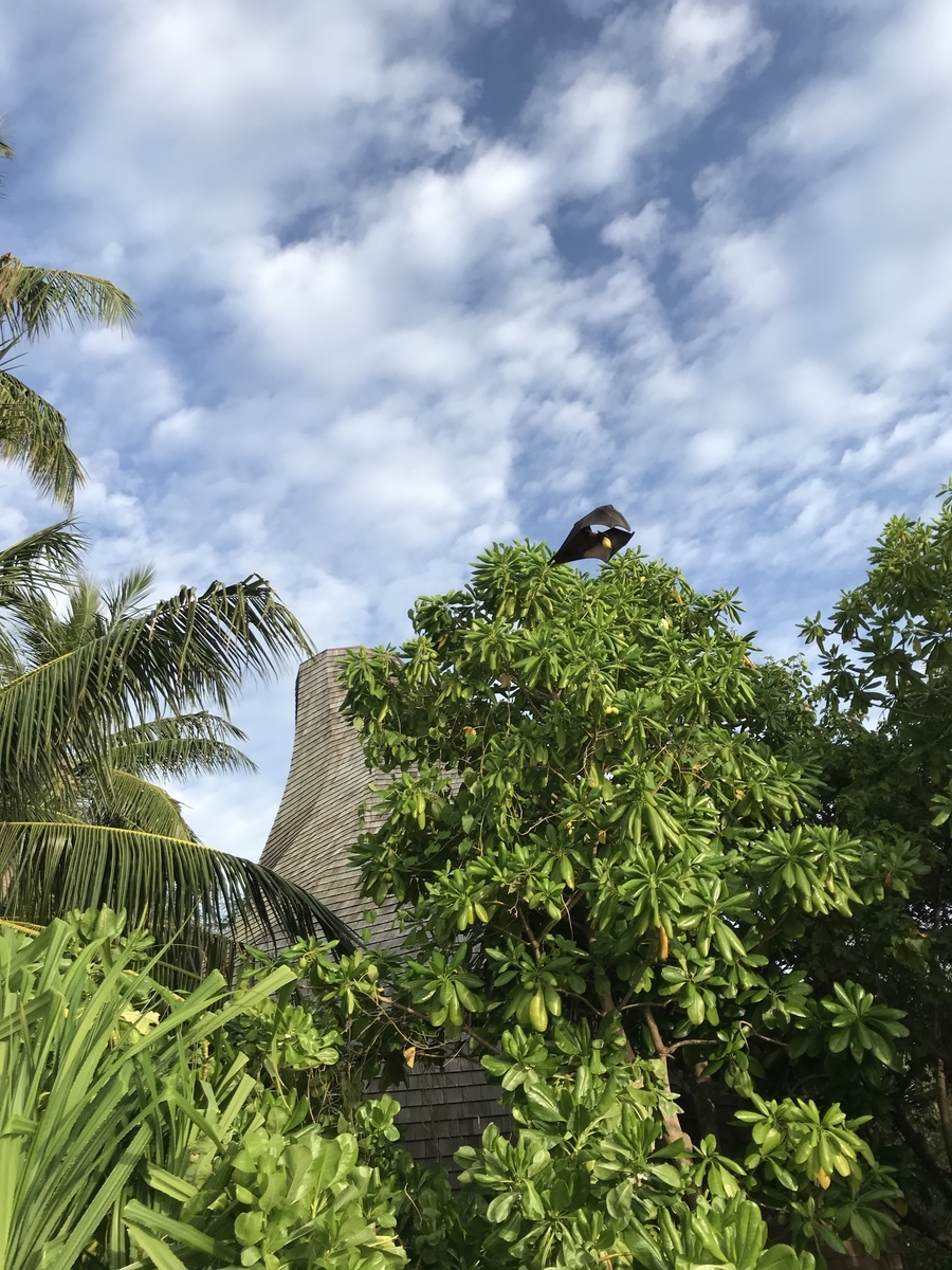 【セントレジス ・モルディブ・ヴォンムリ・リゾート】施設をご紹介。島のホテルって飽きない?いやいや、ホテル内は結構遊べる! 44 セントレジス ・モルディブ・ヴォンムリ・リゾート 施設 アクティビティ 無料 チルドレンアクティビティ children activities weekly wellness activities free