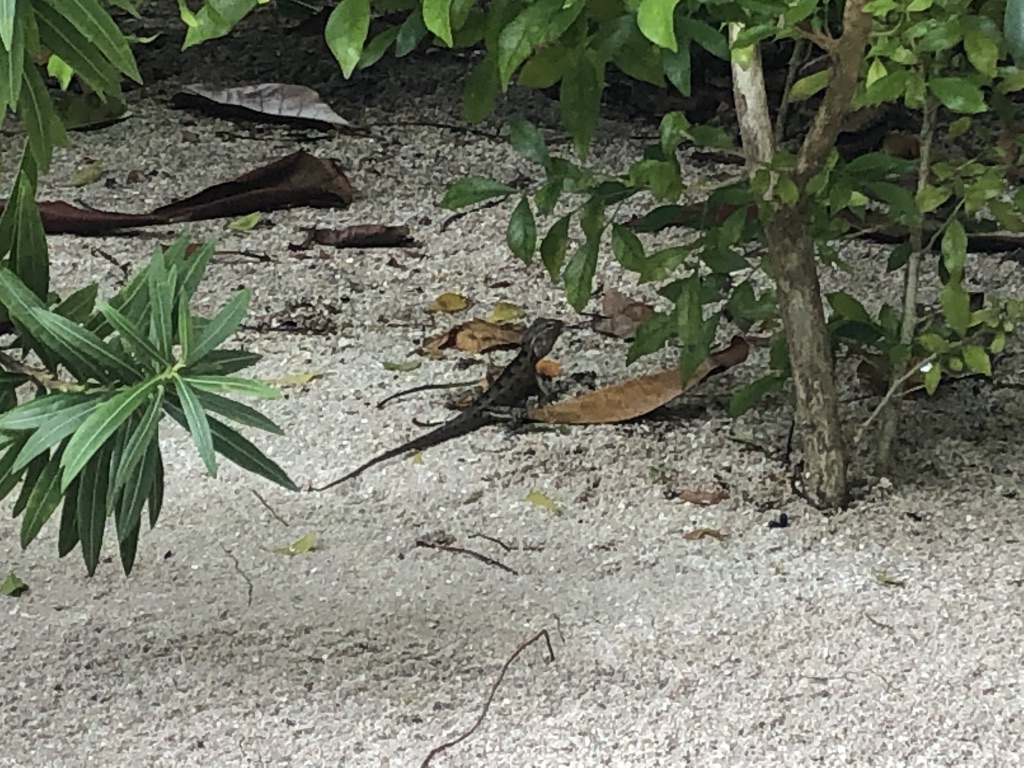 【セントレジス ・モルディブ・ヴォンムリ・リゾート】施設をご紹介。島のホテルって飽きない?いやいや、ホテル内は結構遊べる! 45 セントレジス ・モルディブ・ヴォンムリ・リゾート 施設 アクティビティ 無料 チルドレンアクティビティ children activities weekly wellness activities free