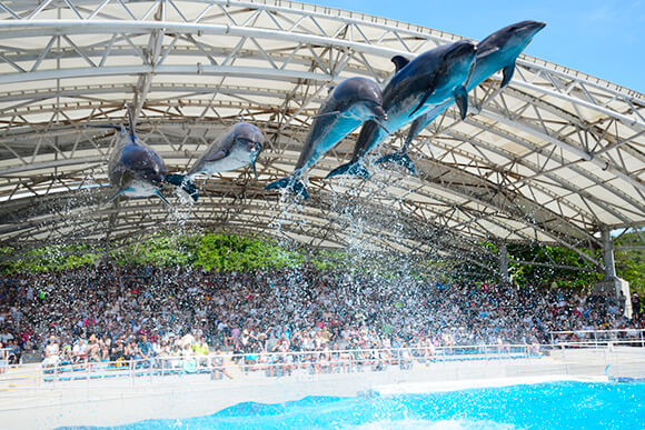 ルネッサンスリゾートオキナワ　　宿泊記　アクティビティ　体験　子連れ　美ら海水族館