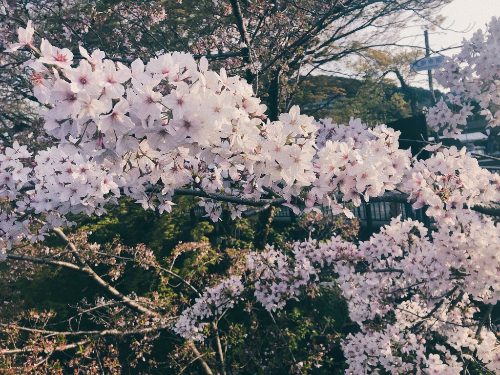 ウェスティン都ホテル京都　プラチナ　ブログ　子連れ　アップグレード　ジュニアスイート　アクセス　無料バス