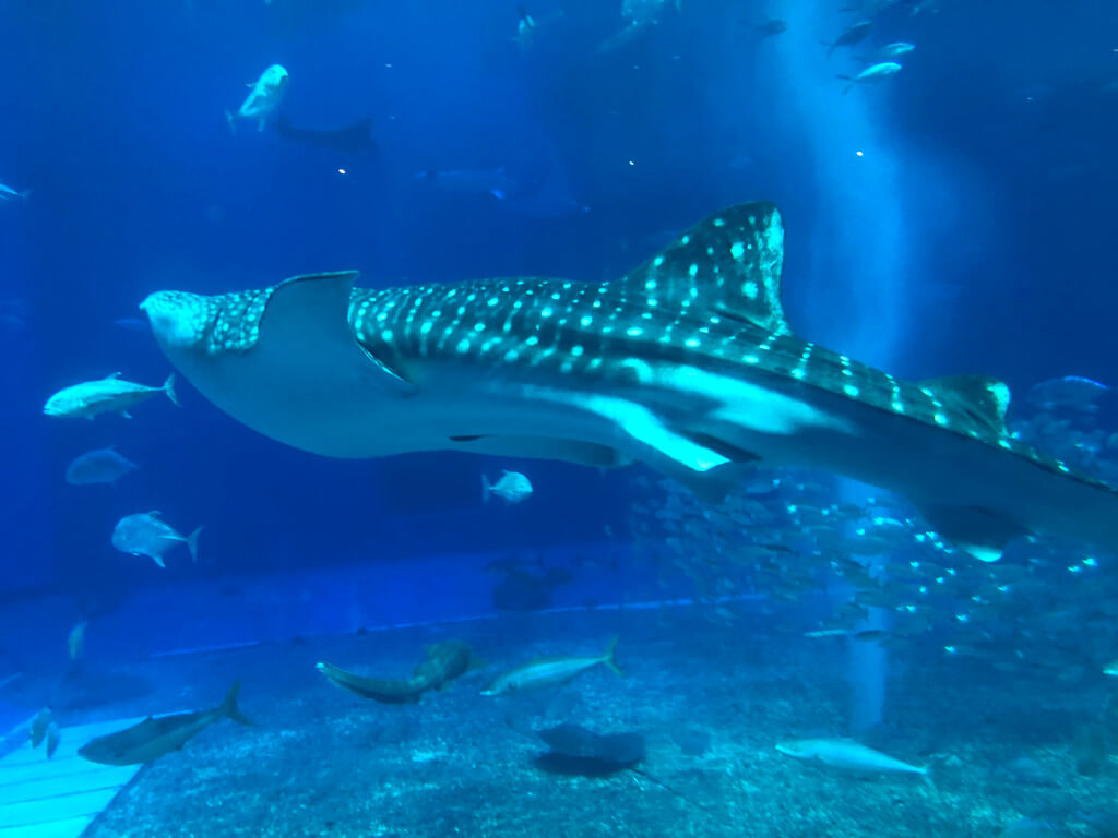 ルネッサンス沖縄 宿泊記 周辺スポット 美ら海水族館入場券割引 SPGアメックス 紹介