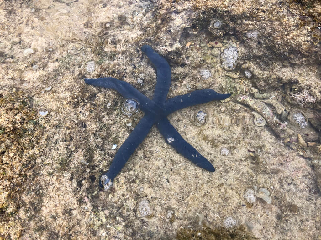 ルネッサンスリゾートオキナワ　　宿泊記　アクティビティ　体験　子連れ　マリブビーチ　磯遊び