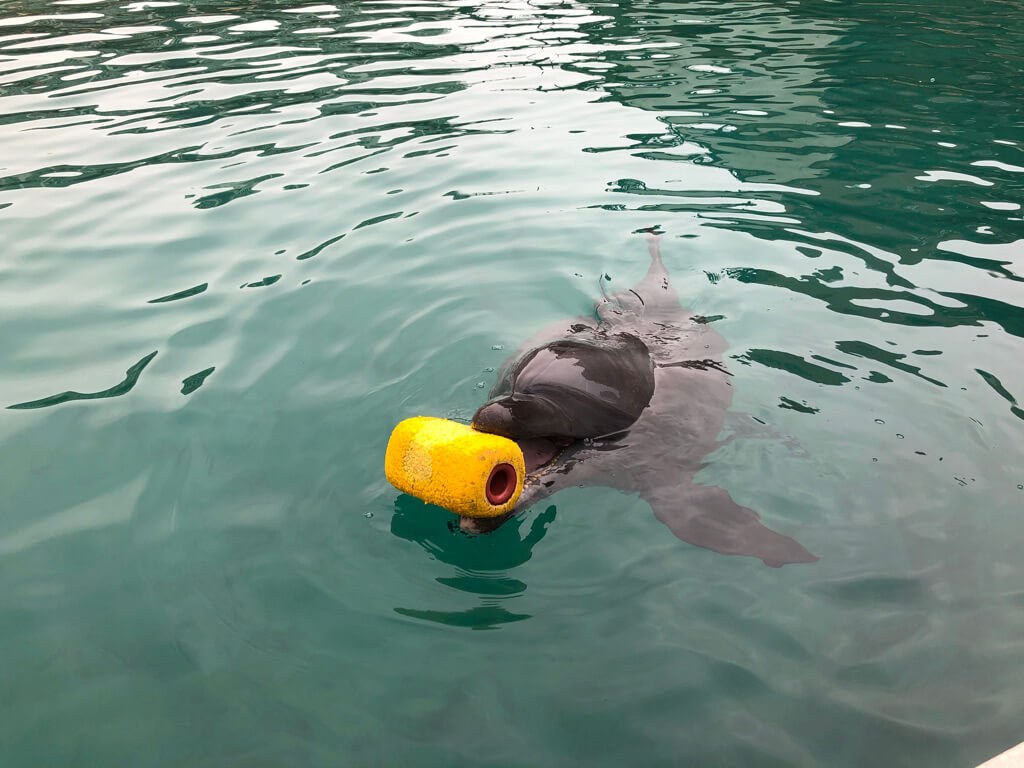 ルネッサンスリゾートオキナワ　クラブサビー　宿泊記　アクティビティ　体験　子連れ