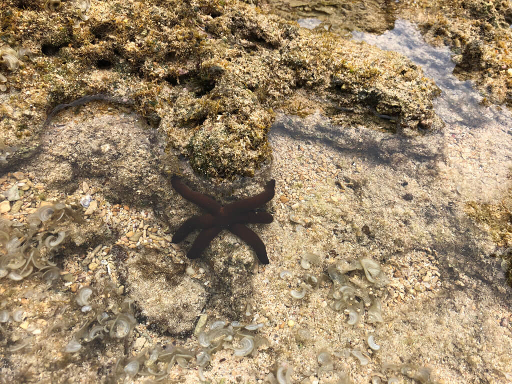 ルネッサンスリゾートオキナワ　　宿泊記　アクティビティ　体験　子連れ　マリブビーチ　磯遊び