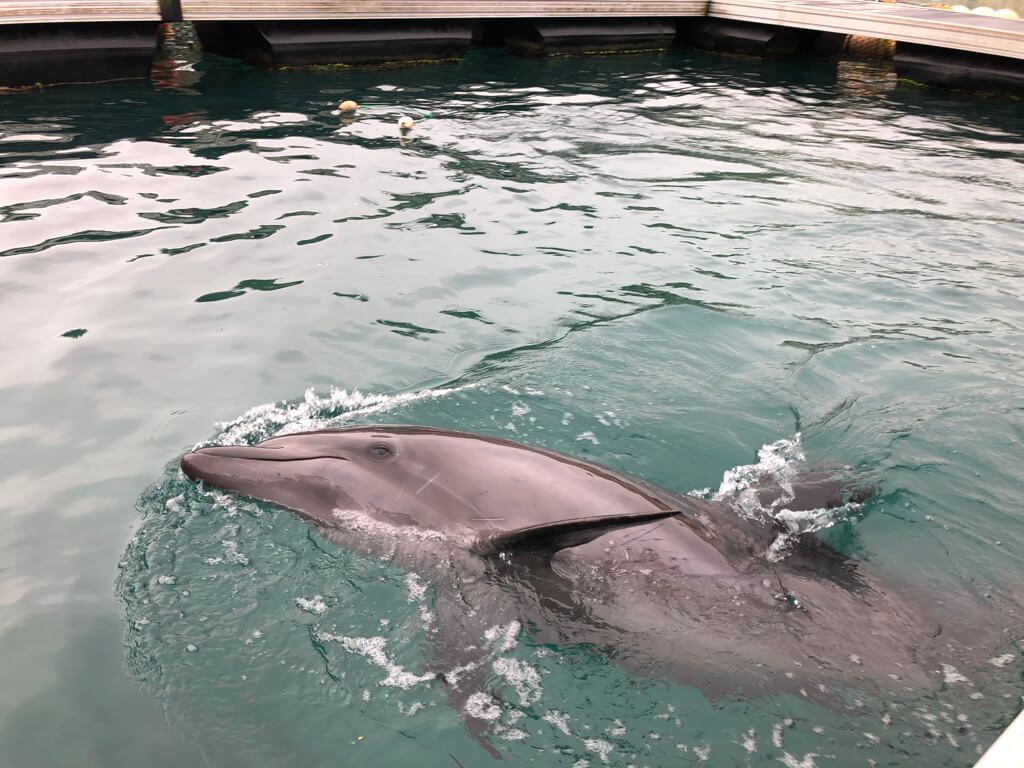 ルネッサンスリゾートオキナワ　クラブサビー　宿泊記　アクティビティ　体験　子連れ