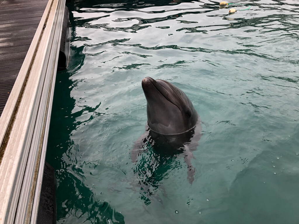 ルネッサンスリゾートオキナワ　クラブサビー　宿泊記　アクティビティ　体験　子連れ