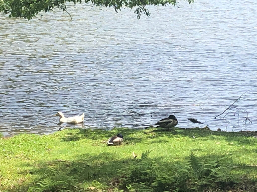 ザ・プリンス京都宝ヶ池　子連れ　宿泊記　プラチナ特典　アップグレード　朝食　ラウンジ　SPGアメックス紹介