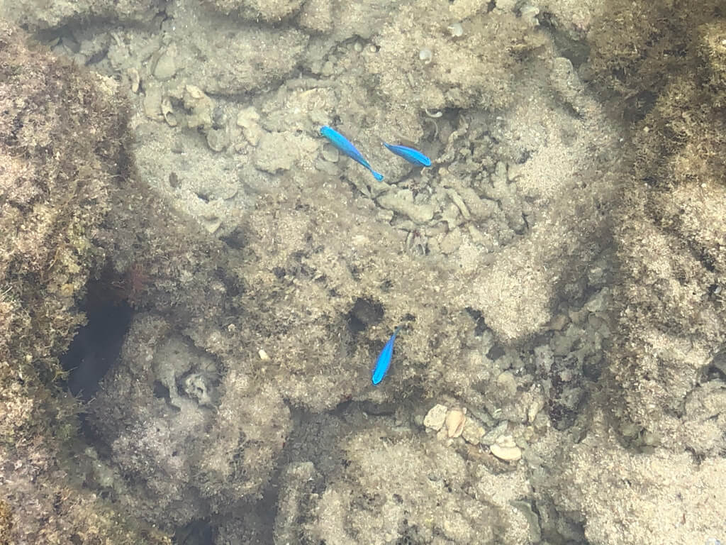 ルネッサンス沖縄　宿泊記　周辺スポット　マリブビーチ　磯遊び　SPGアメックス　紹介