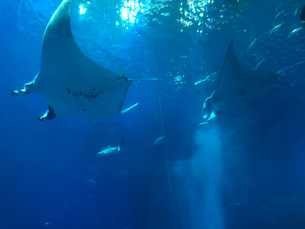 ルネッサンスリゾートオキナワ　　宿泊記　アクティビティ　体験　子連れ　美ら海水族館