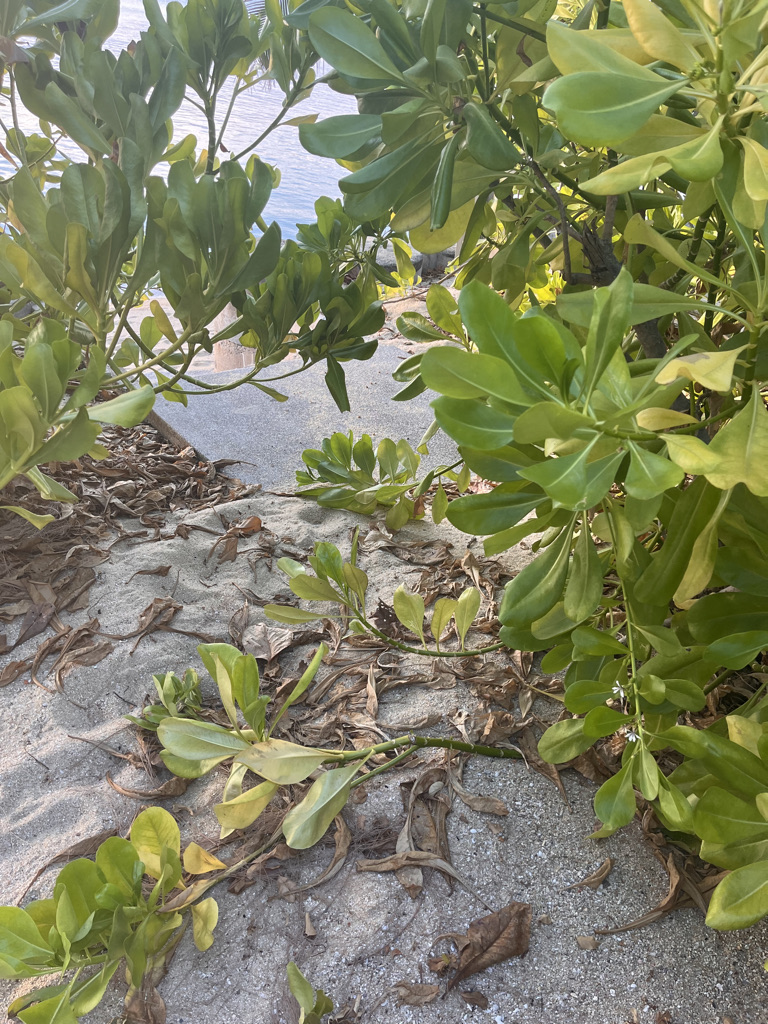 Wコーサムイ　宿泊記