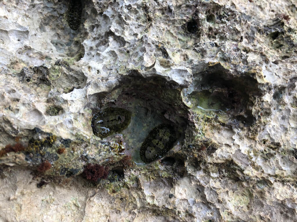 ルネッサンスリゾートオキナワ　　宿泊記　アクティビティ　体験　子連れ　マリブビーチ　磯遊び