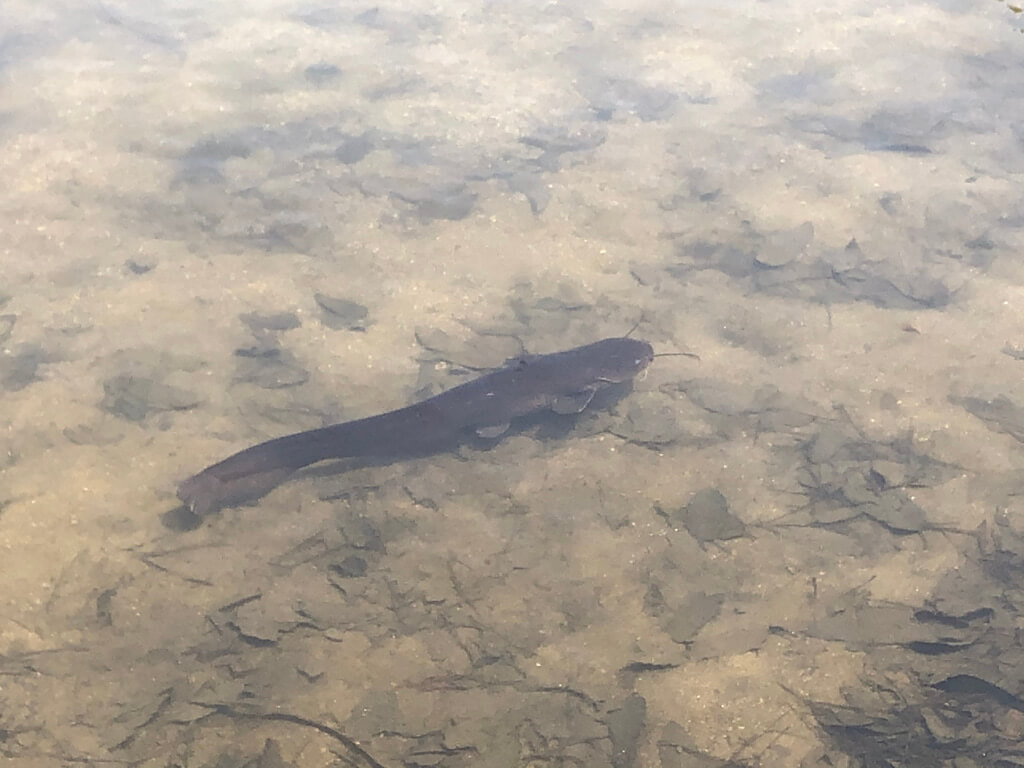 ザ・プリンス京都宝ヶ池　子連れ　宿泊記　プラチナ特典　アップグレード　朝食　ラウンジ　SPGアメックス紹介