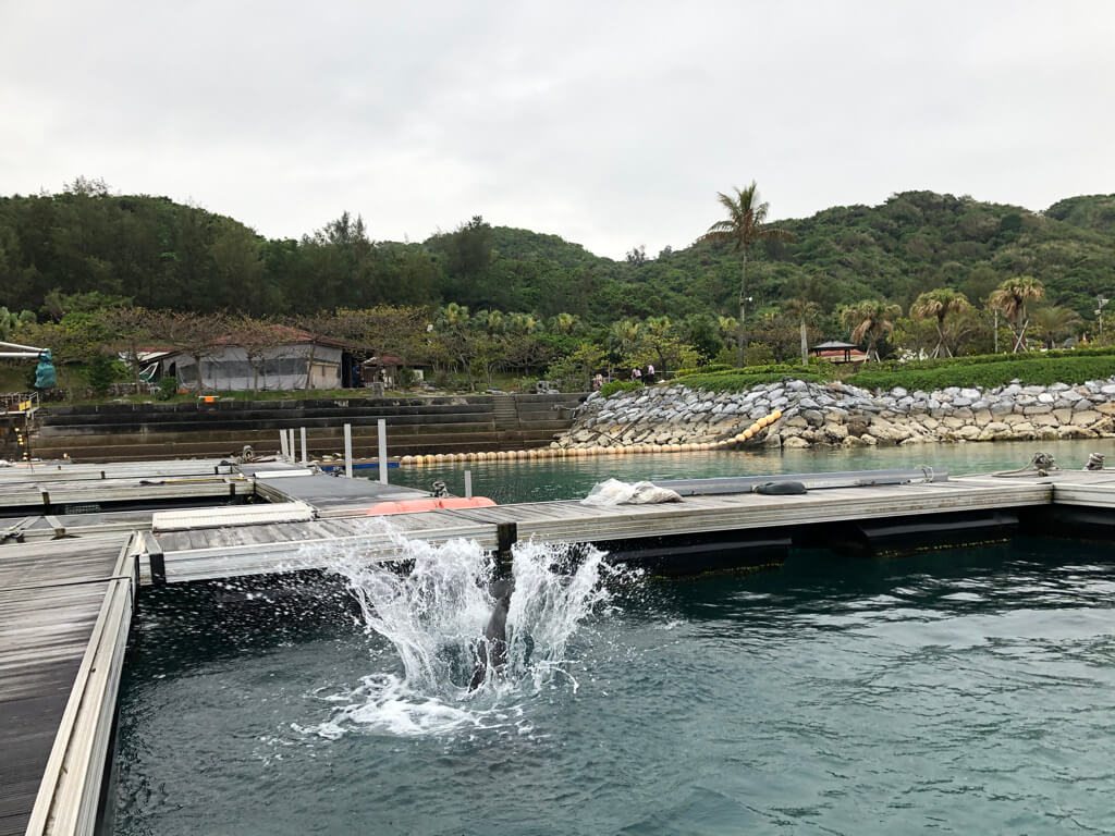 ルネッサンスリゾートオキナワ　クラブサビー　宿泊記　アクティビティ　体験　子連れ
