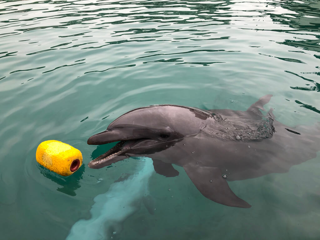 年間100泊のチタン会員が選ぶ!マリオットホテルおすすめリピしたいホテルランキング10 57 ルネッサンス沖縄 宿泊記 アクティビティ パラダイスチャレンジ チャレンジクーポン SPGアメックス 紹介