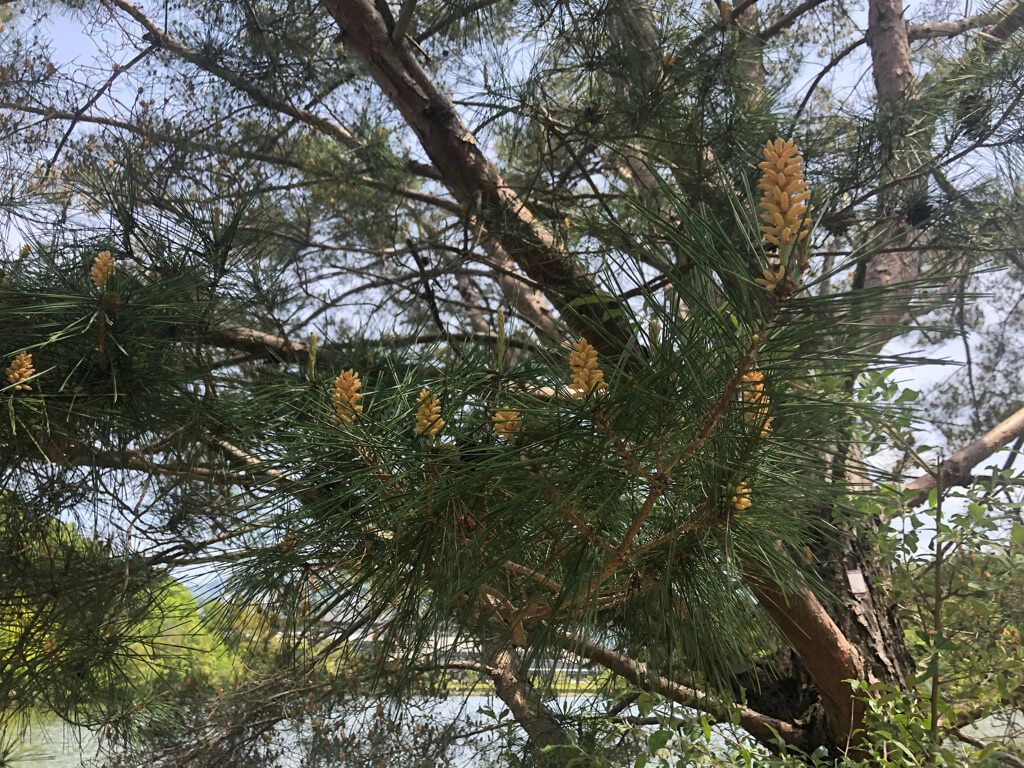ザ・プリンス京都宝ヶ池　子連れ　宿泊記　プラチナ特典　アップグレード　朝食　ラウンジ　SPGアメックス紹介