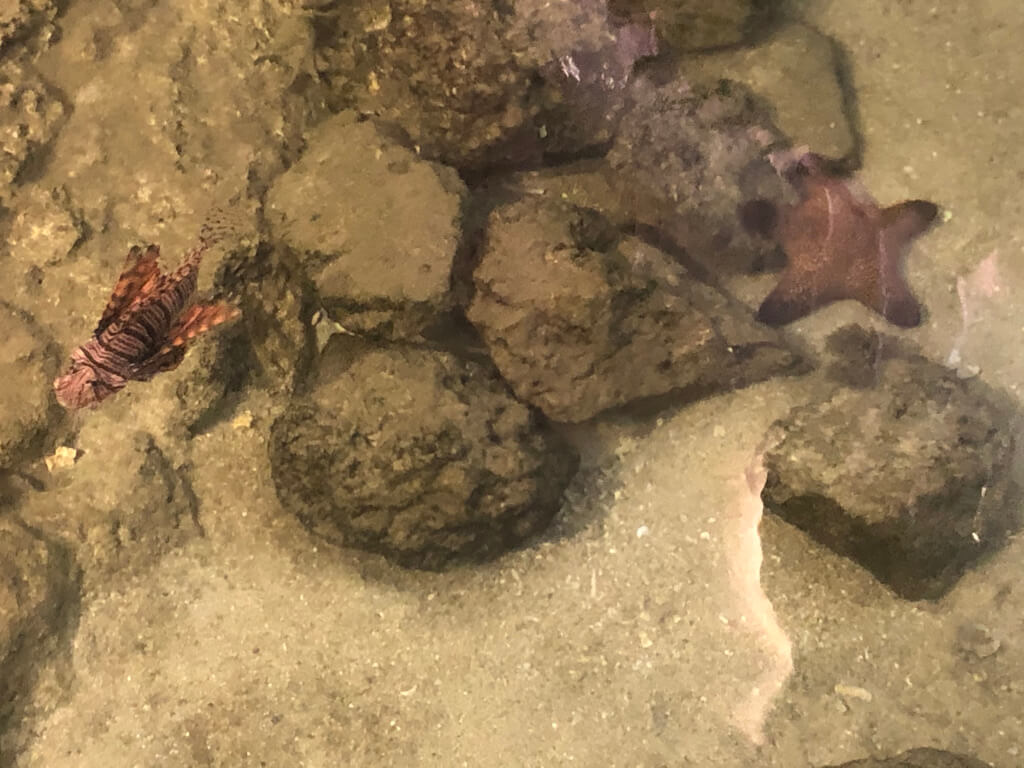 シェラトン沖縄サンマリーナリゾート　サウスタワー　宿泊記　プレミアムオーシャンツイン　フィットネスジム　大浴場　プール　サウナ　コンビニ　アメニティ