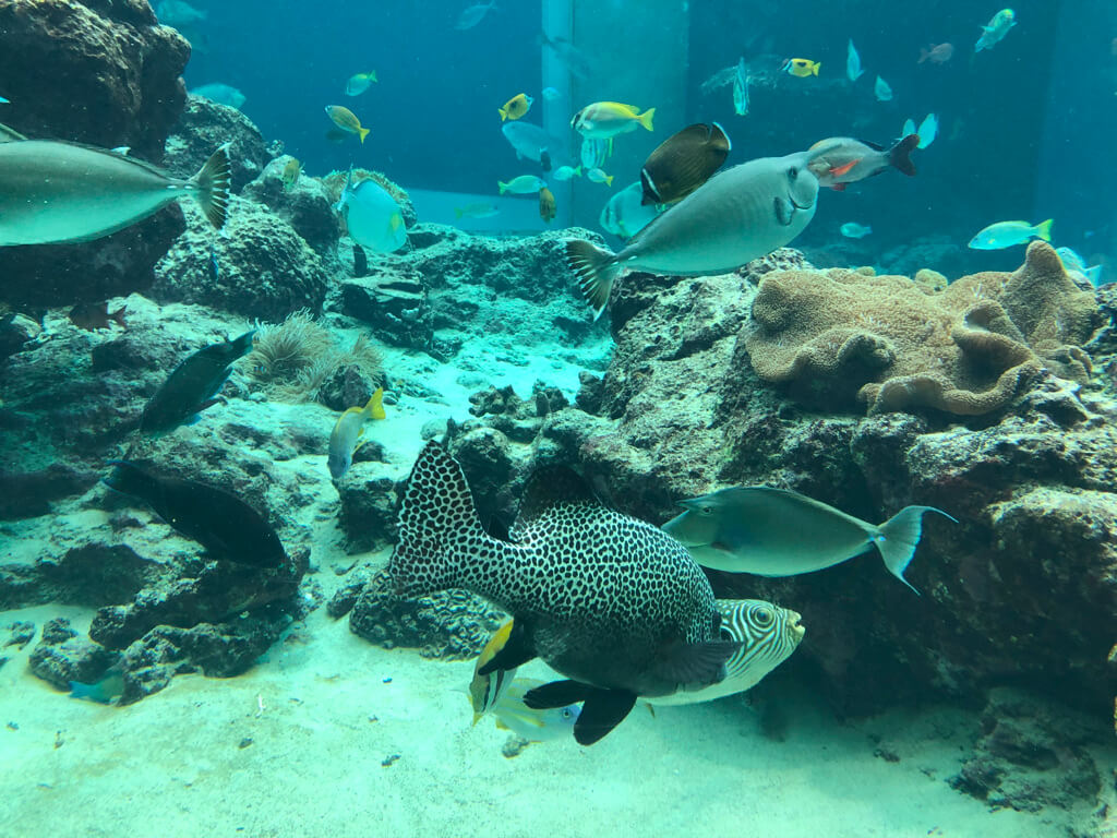 ルネッサンスリゾートオキナワ　　宿泊記　アクティビティ　体験　子連れ　美ら海水族館