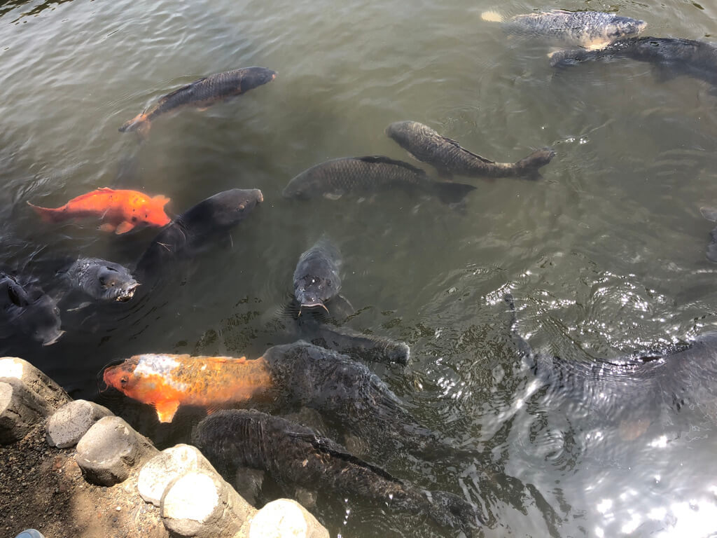 ザ・プリンス京都宝ヶ池　子連れ　宿泊記　プラチナ特典　アップグレード　朝食　ラウンジ　SPGアメックス紹介