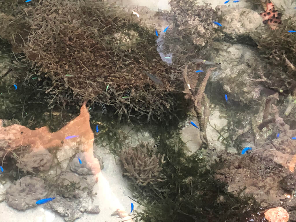 シェラトン沖縄サンマリーナリゾート　サウスタワー　宿泊記　プレミアムオーシャンツイン　フィットネスジム　大浴場　プール　サウナ　コンビニ　アメニティ