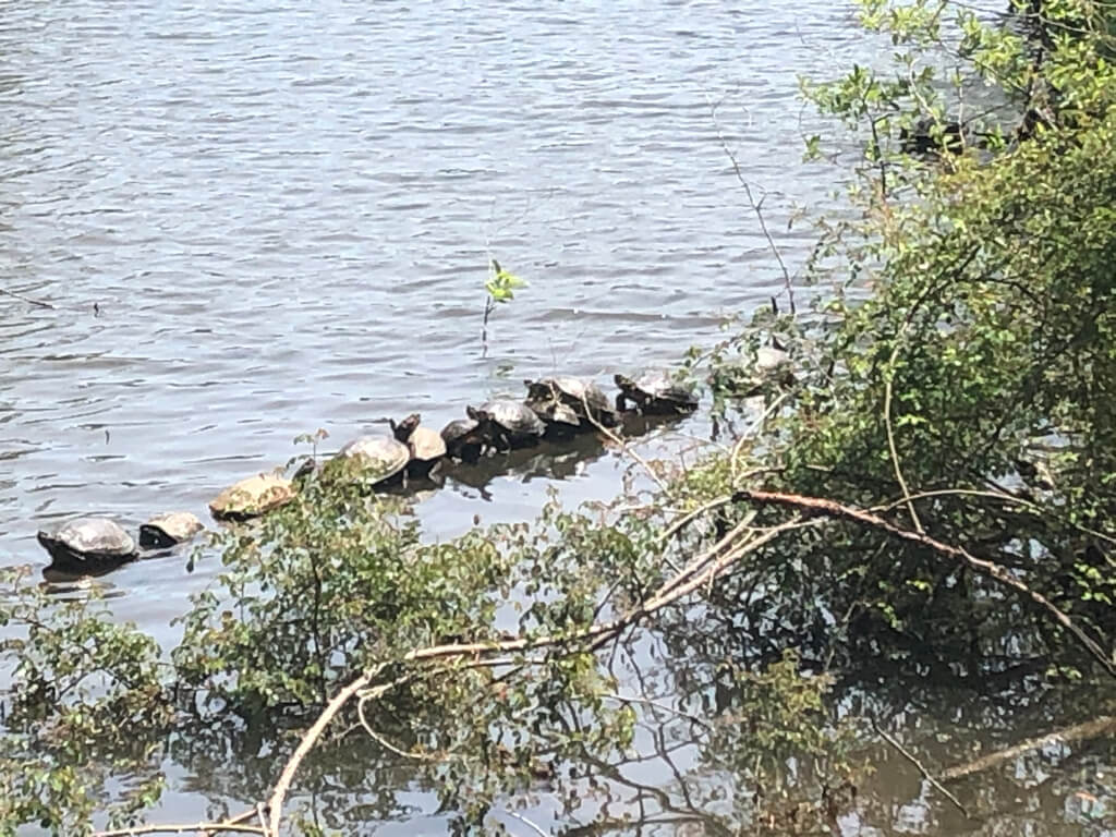 ザ・プリンス京都宝ヶ池　子連れ　宿泊記　プラチナ特典　アップグレード　朝食　ラウンジ　SPGアメックス紹介