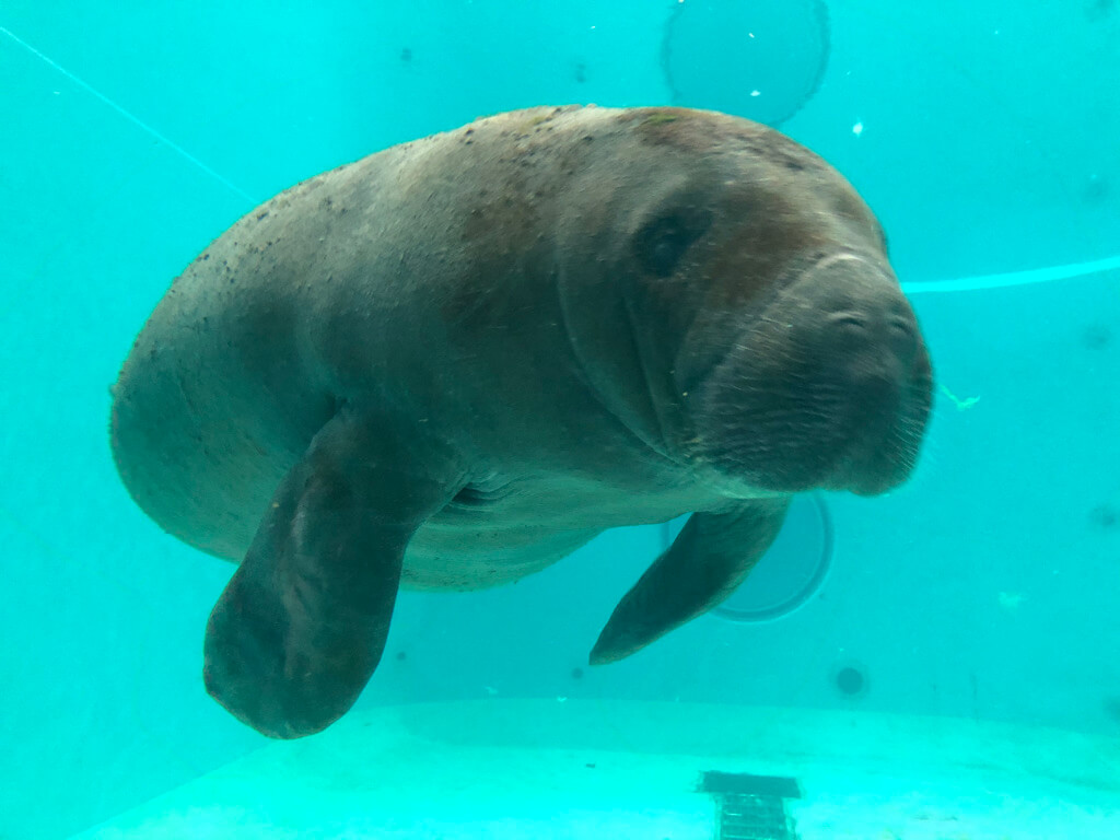 ルネッサンス沖縄　宿泊記　周辺スポット　美ら海水族館入場券割引　SPGアメックス　紹介