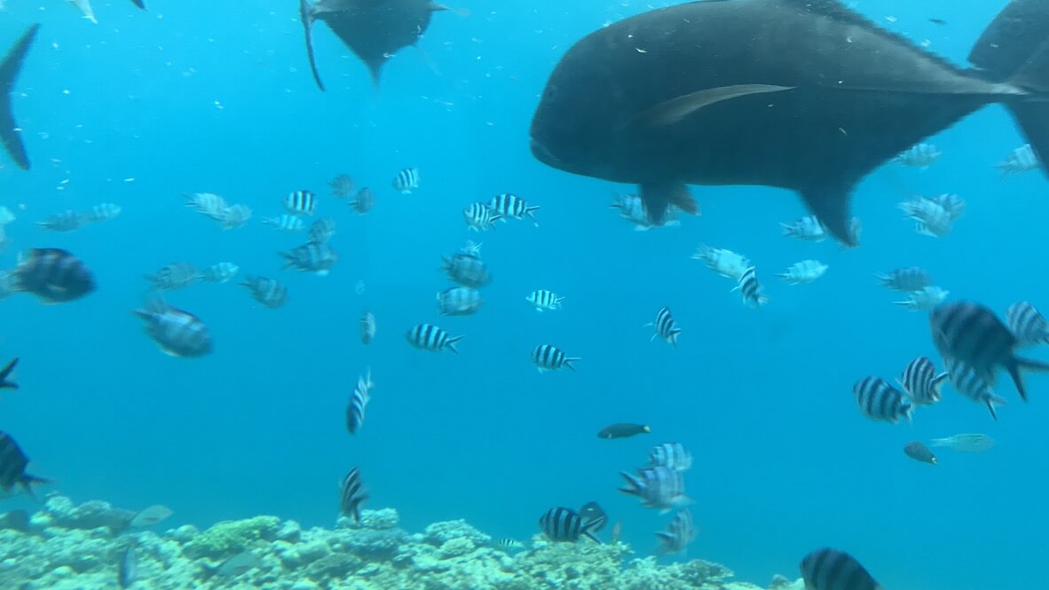 ルネッサンスリゾートオキナワ　クラブサビー　宿泊記　アクティビティ　体験　子連れ
