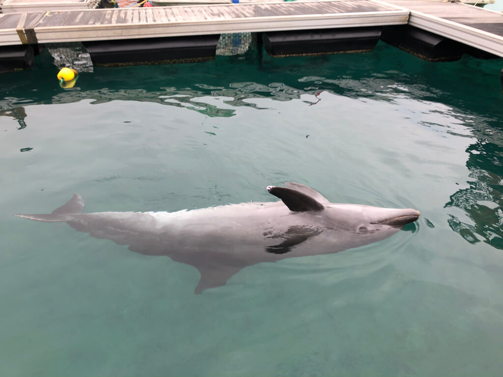 ルネッサンスリゾートオキナワ　クラブサビー　宿泊記　アクティビティ　体験　子連れ