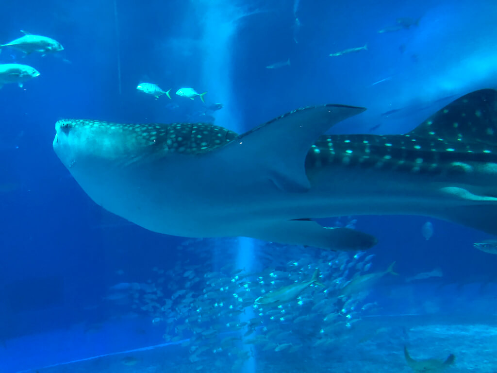 ルネッサンスリゾートオキナワ　　宿泊記　アクティビティ　体験　子連れ　美ら海水族館