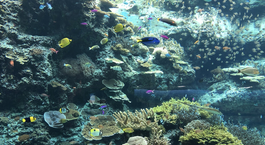ルネッサンスリゾートオキナワ　　宿泊記　アクティビティ　体験　子連れ　美ら海水族館
