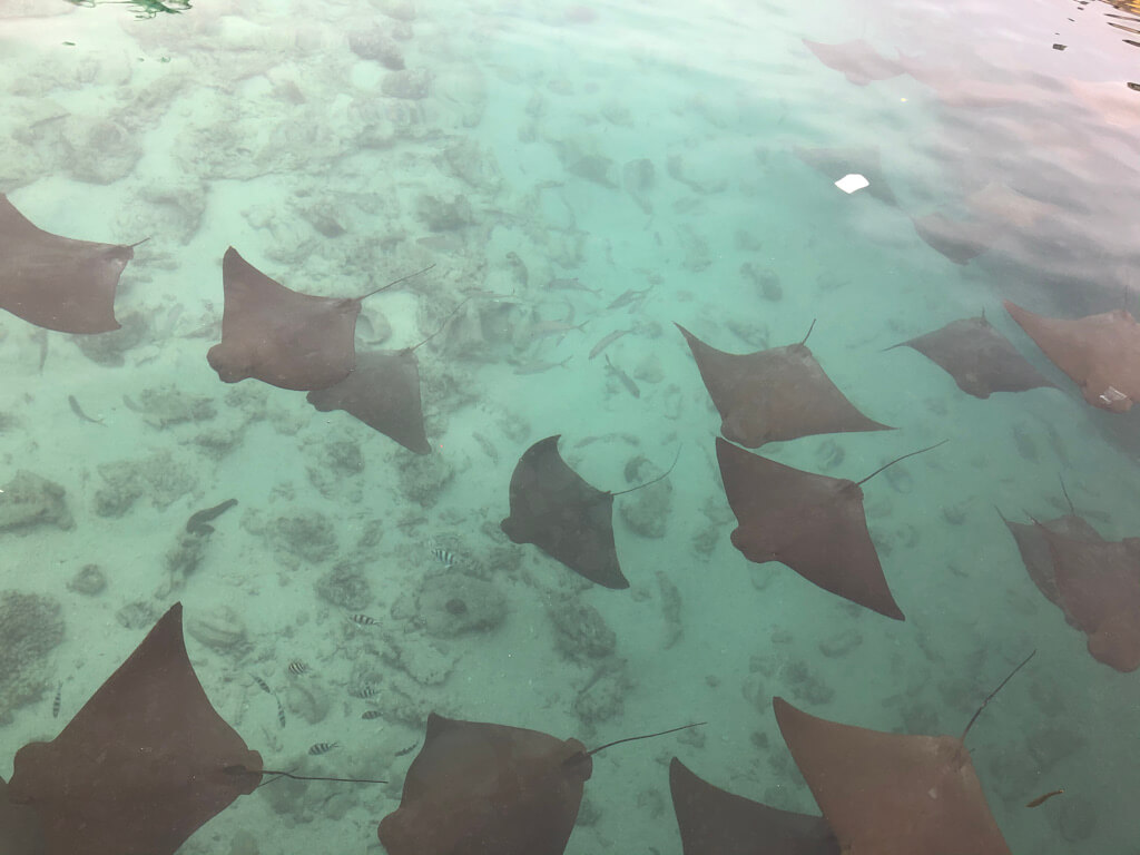 年間100泊のチタン会員が選ぶ!マリオットホテルおすすめリピしたいホテルランキング10 58 ルネッサンスリゾートオキナワ クラブサビー 宿泊記 アクティビティ 体験 子連れ