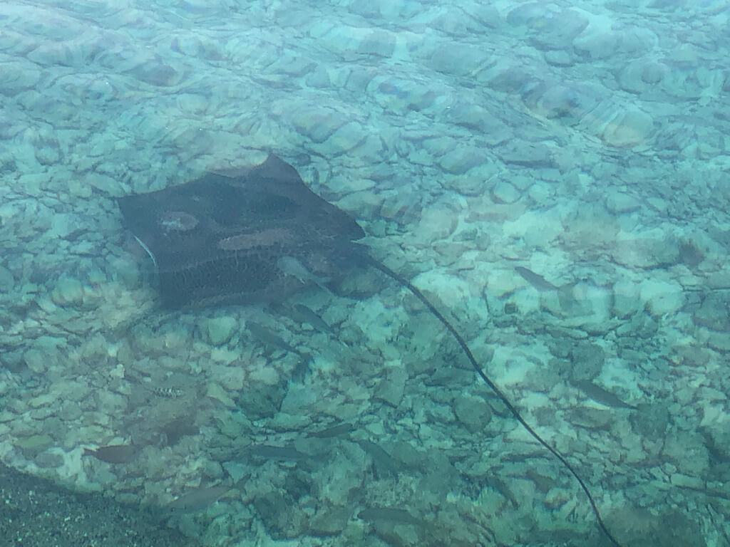 ルネッサンスリゾートオキナワ　クラブサビー　宿泊記　アクティビティ　体験　子連れ