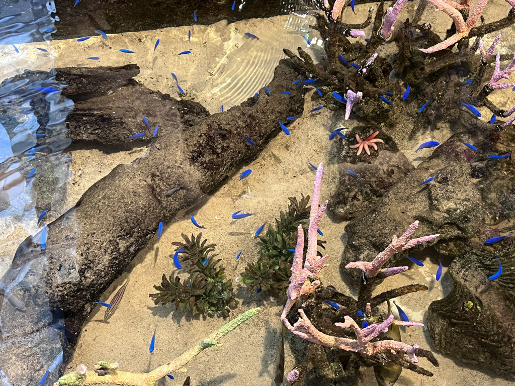 シェラトン沖縄サンマリーナリゾートお部屋・アクティビティ・プール編★沖縄が本気出したら抗えない♡夏を存分に楽しめるホテル 6 シェラトン沖縄サンマリーナリゾート 部屋 アクティビティ プール クチコミ プラチナ特典